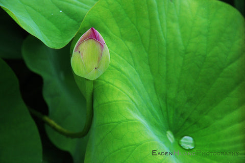 "Lotus Bud #2" - Eaden Huang