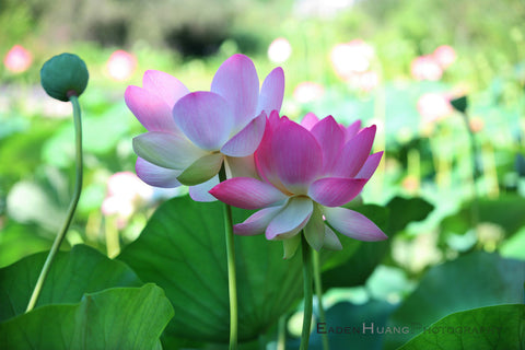 "Lotus Field #1" - Eaden Huang