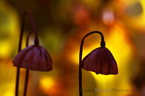 "Lotus Lantern" - Eaden Huang