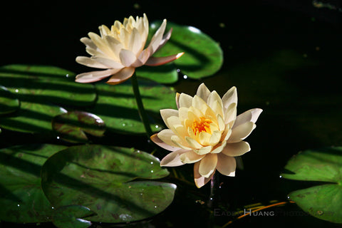 "Pure Lotus #2" - Eaden Huang
