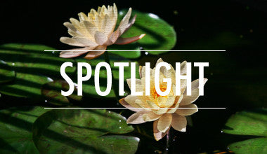 Spotlight - Eaden Huang